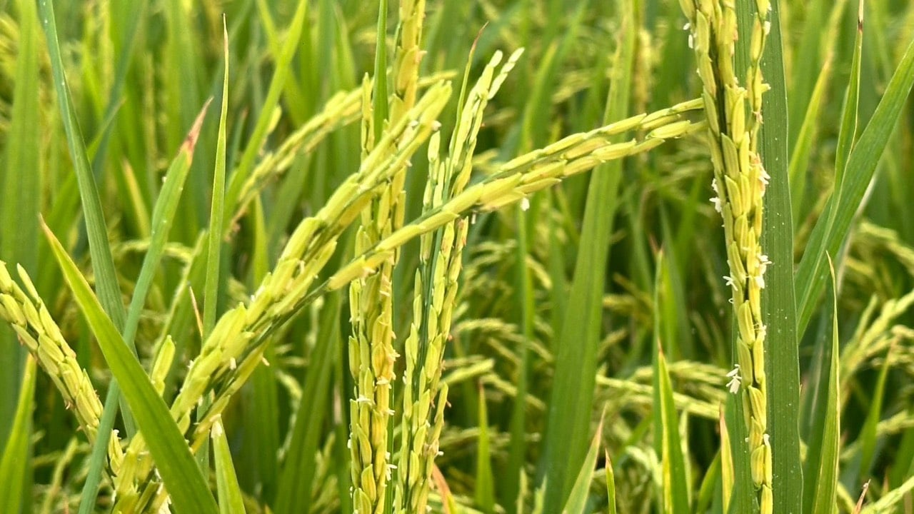 Việc Bộ Nông nghiệp và Phát triển nông thôn triển khai Đề án “Phát triển bền vững 1 triệu ha chuyên canh lúa chất lượng cao và phát thải thấp gắn với tăng trưởng xanh vùng Đồng bằng sông Cửu Long đến năm 2030” được kỳ vọng sẽ nâng tầm giá trị của lúa gạo theo hướng bền vững.