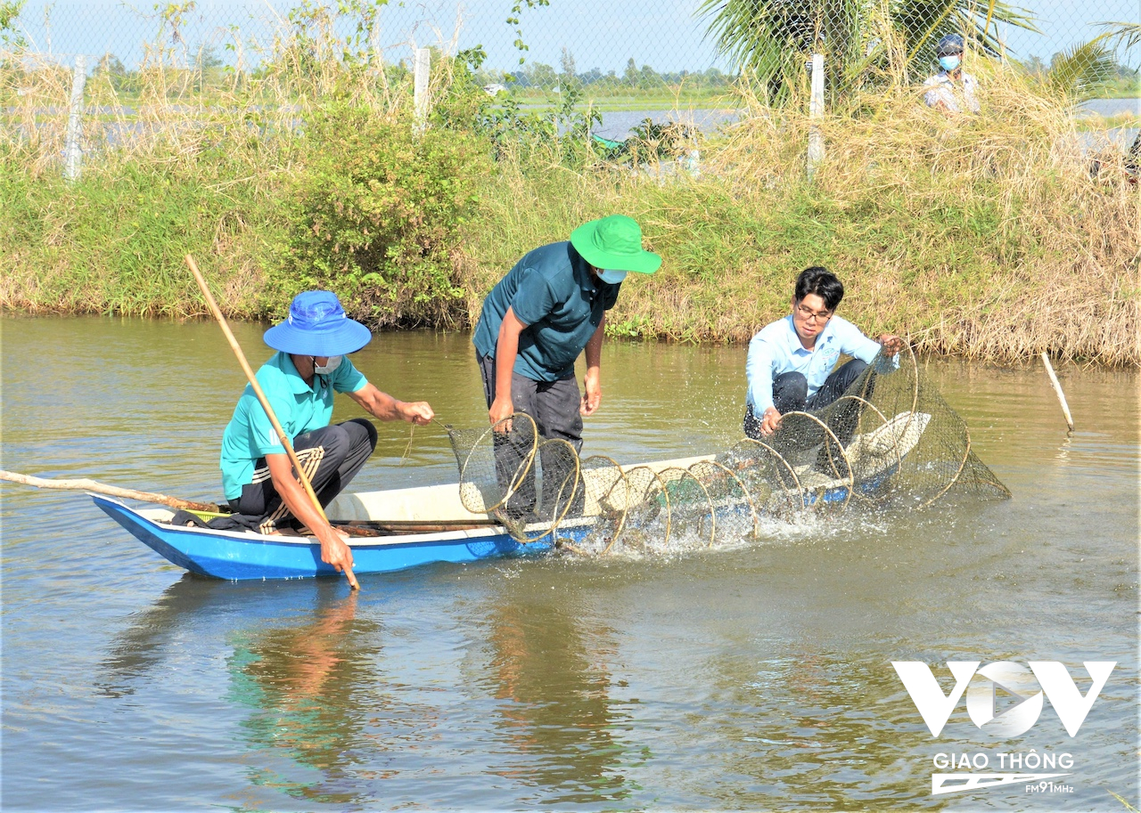 2023 giá lúa tăng cao đã tác động tích cực, nông dân tăng diện tích trồng lúa trên nền đất nuôi tôm. Đồng thời, song song với trồng lúa, nông dân tranh thủ thả tôm càng xanh nuôi chung.