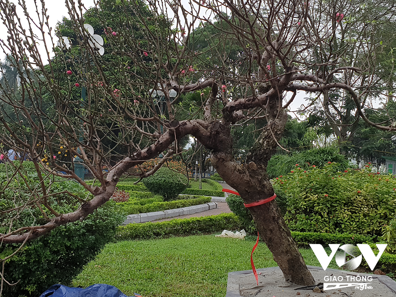 Thời tiết những ngày này ở Hà Nội được xem là khá thuận lợi với cây đào, không quá nắng hoặc quá khắc nghiệt khiến hoa nở sớm.