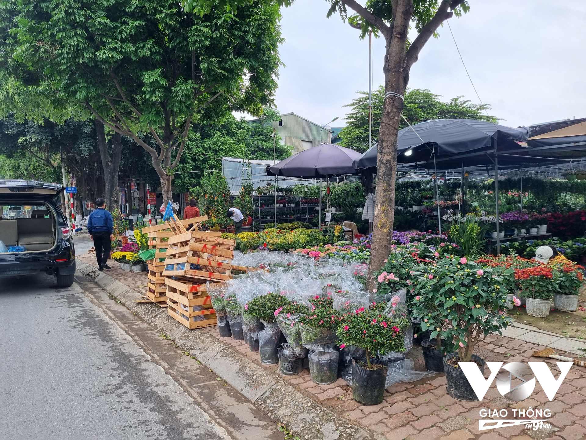 Cứ đến tháng Chạp âm lịch là hàng loạt gian hàng bán hoa, cây cảnh lại được dựng lên trên nhiều tuyến đường ở Hà Nội để phục vụ nhu cầu người dân (Ảnh - Minh Hiếu)