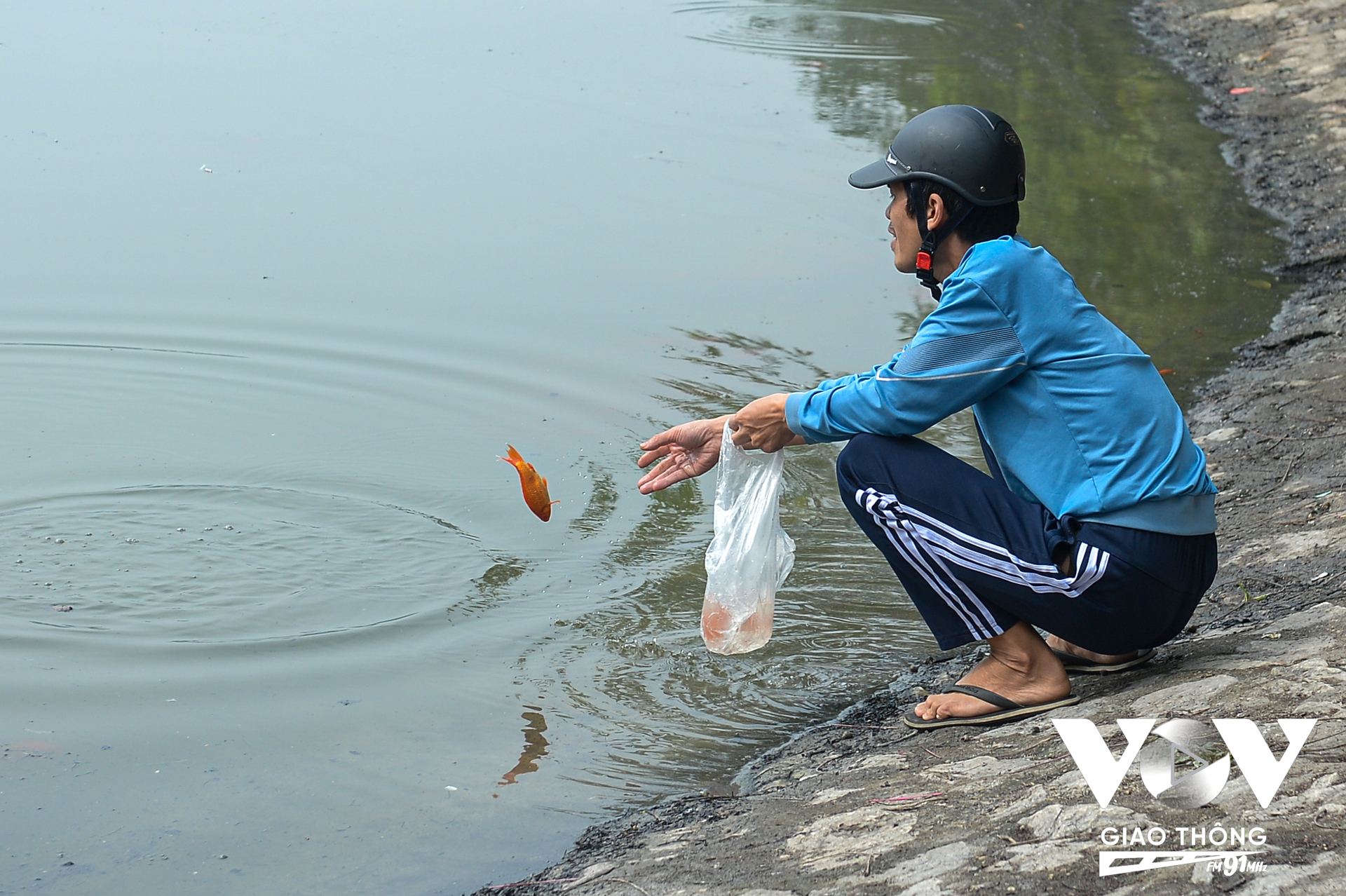 Khác với hành động đẹp, thả cá nhẹ nhàng, ở hồ Hoàng Cầu vẫn xuất hiện tình trạng một số người thả cá chép một cách phũ phàng. Hất chú cá từ trên tay khiến chú cá xuống nước trong tư thế cắm đầu. (Ảnh: Phúc Tài)