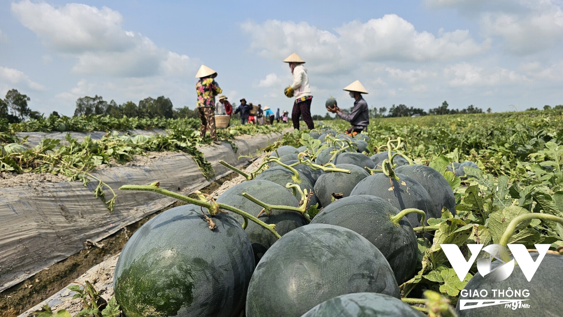 Ảnh: Ruộng dưa hấu của ông Võ Văn Năng được thu hoạch (Nhật Minh)