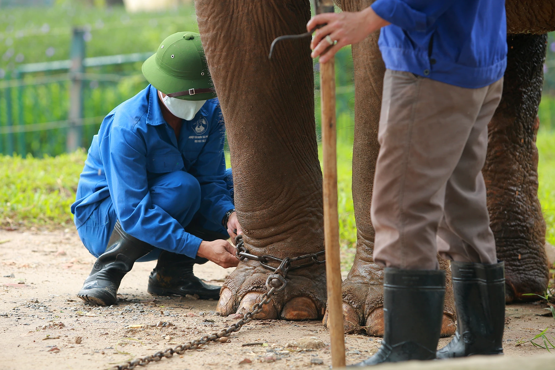Một sự kiện đáng nhớ khác với người dân và du khách trong năm 2023 là vườn thú Hà Nội đã tháo xích chân voi sau đề xuất của tổ chức Động vật Châu Á. Ảnh - Thanh Niên