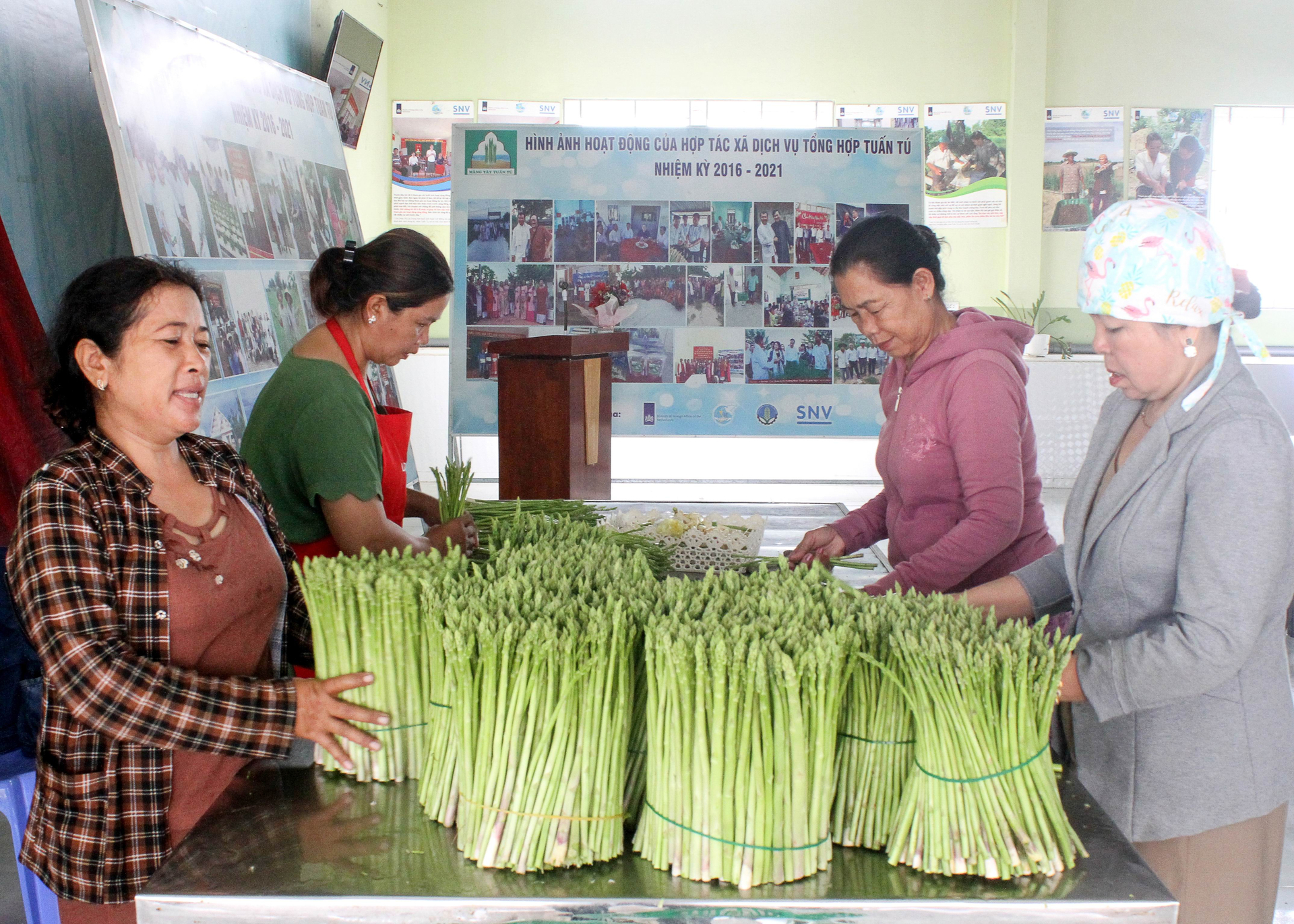 Nhân viên HTX Tuấn Tú phân loại măng tây xanh. Ảnh: Cổng thông tin điện tử Huyện Ninh Phước - tỉnh Ninh Thuận
