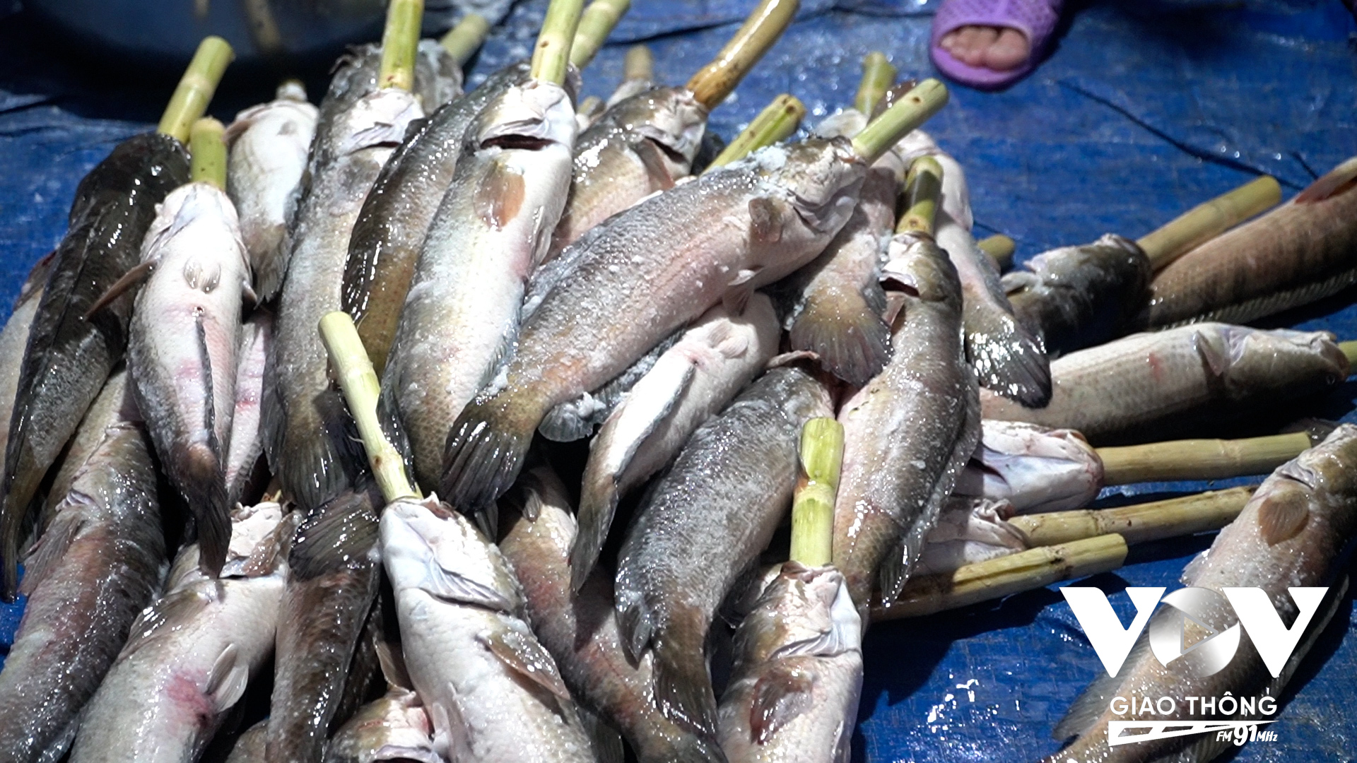 Trước khi nướng, phải dùng cây mía đã cạo vỏ xuyên sâu qua con cá qua phần miệng để giữ thân cá được thẳng, đẹp