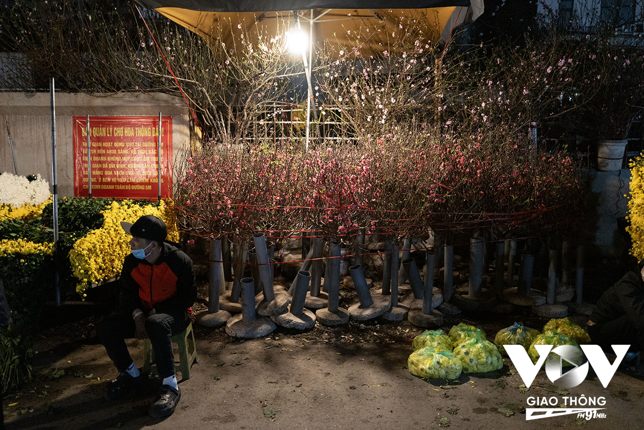Mặc dù đã qua tết Nguyên đán hơn 1 tuần, nhưng vẫn có rất nhiều hàng bán hoa đào Nhật Tân cho người thích chơi. Người Hà Nội vẫn cắm hoa đào Nhật Tân đến qua rằm tháng Giêng...