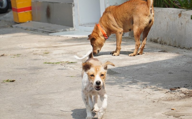 Tình trạng chó thả rông dễ dàng bắt gặp tại nhiều khu vực nông thôn (Nguồn: Báo Lao động)