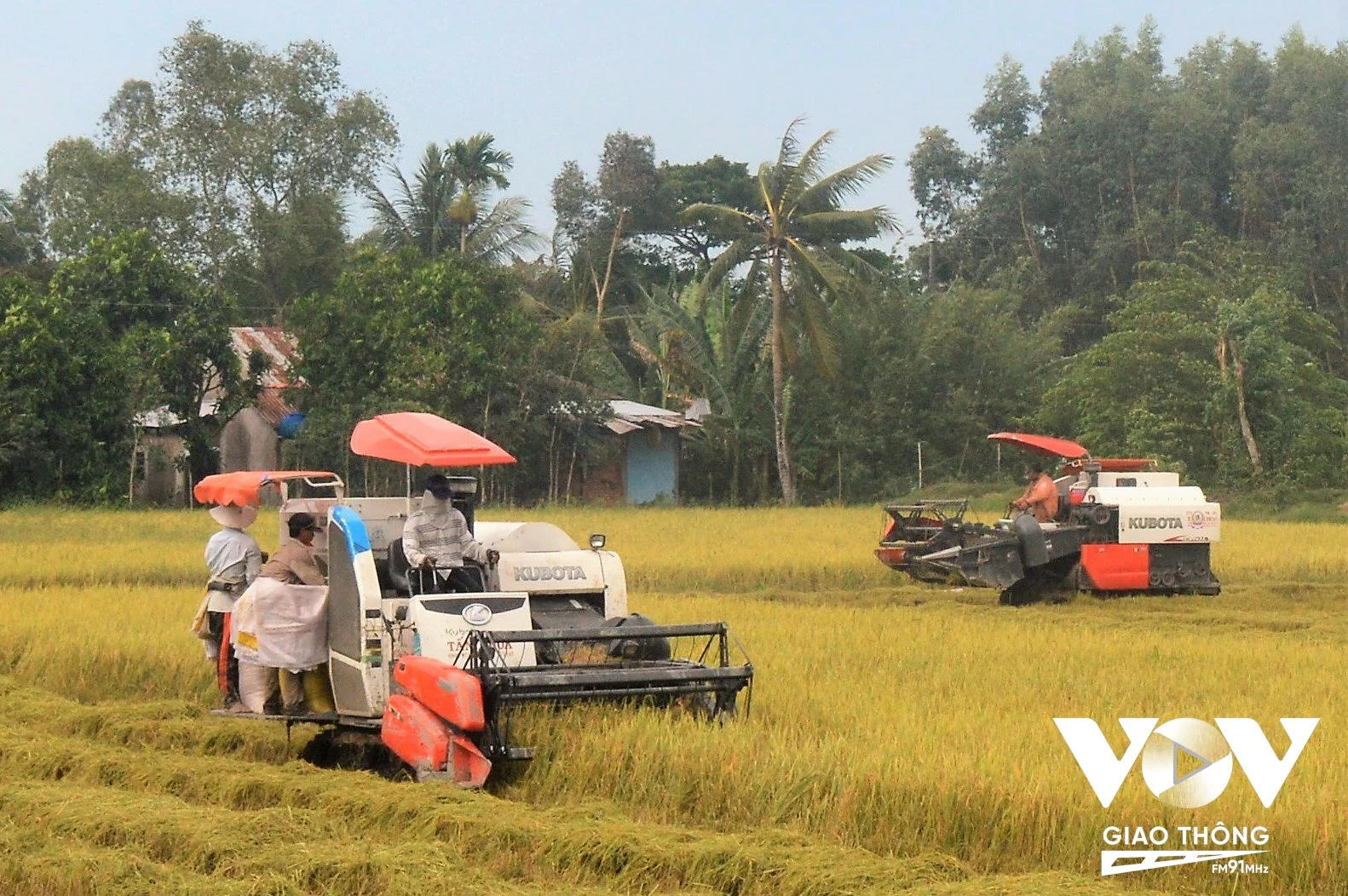 Hiện nay, các địa phương vùng ĐBSCL đang vào mùa thu hoạch vụ lúa Đông Xuân