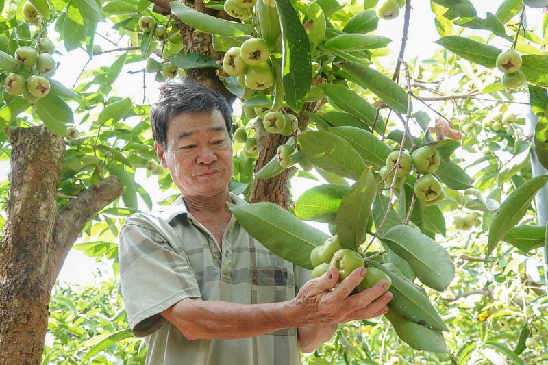 Lão nông Huỳnh Việt Thống thu nhập 700 triệu đồng/năm từ 260 gốc mận đường da xanh.