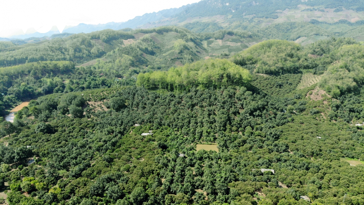 Tài nguyên rừng là cơ sở để phát triển thị trường carbon ở Việt Nam.