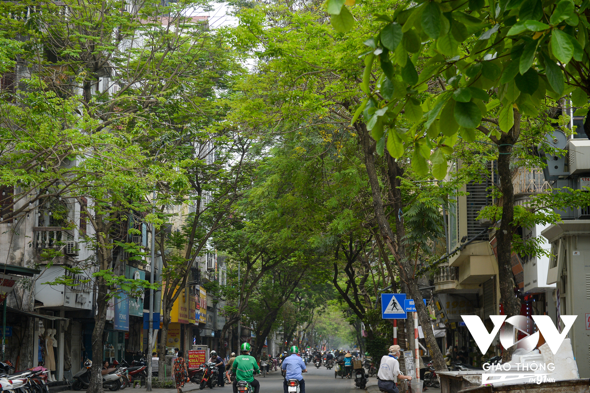 Ở phố Đội Cấn, quận Ba Đình (Hà Nội) cây cũng ra lá xanh mướt.