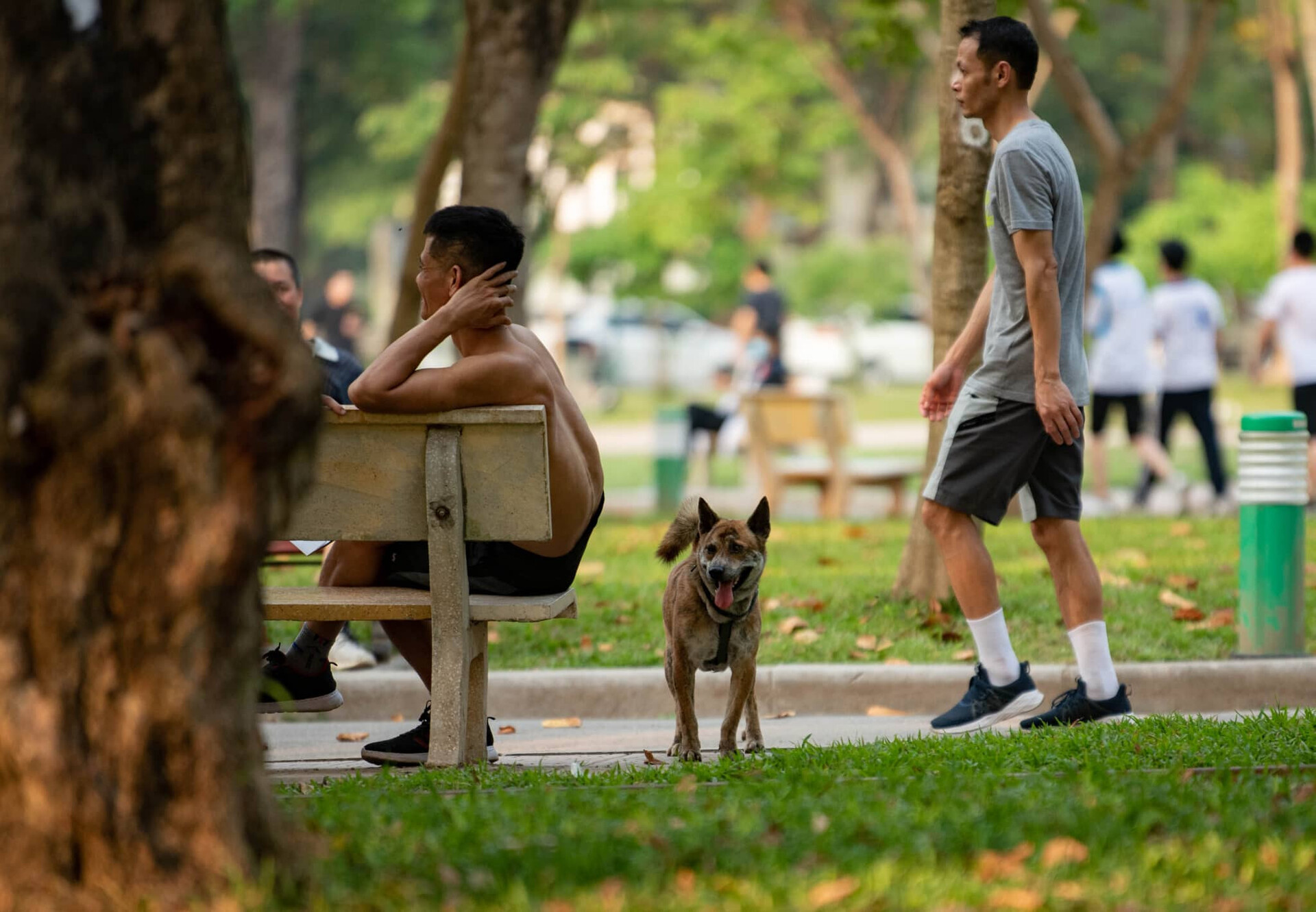 Chó thả rông, không rọ mõm tại nhiều công viên ở Hà Nội. Ảnh: Vietnamnet