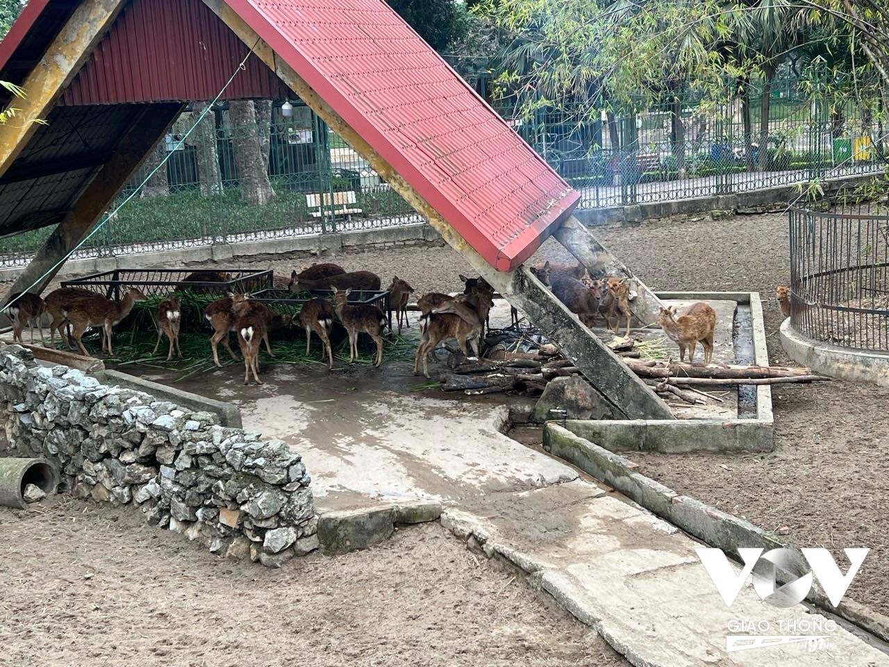 Ảnh minh họa: Động vật hoang dã được nuôi trong vườn thú Hà Nội