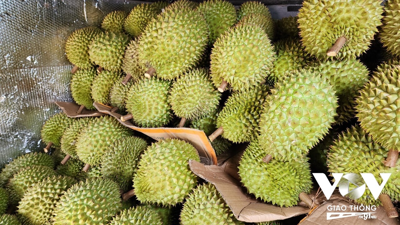 Sầu riêng là loại trái cây giúp nhiều nhà nông thu về tiền tỷ (Nhật Minh/ Mekong FM)