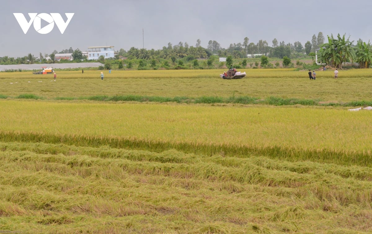 Xuất khẩu gạo có tín hiệu tích cực ngay từ đầu năm (ảnh: vov.vn)