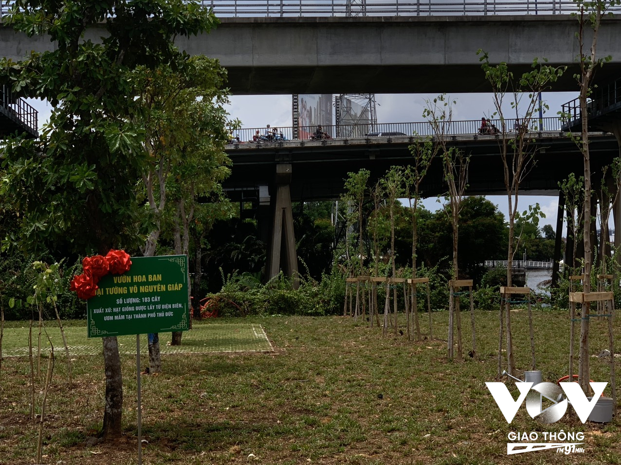 70 cây hoa ban lớn và 103 cây hoa ban nhỏ được đem từ Điện Biên về trông ngay công viên đường Võ Nguyên Giáp cạnh bờ sông Sài Gòn