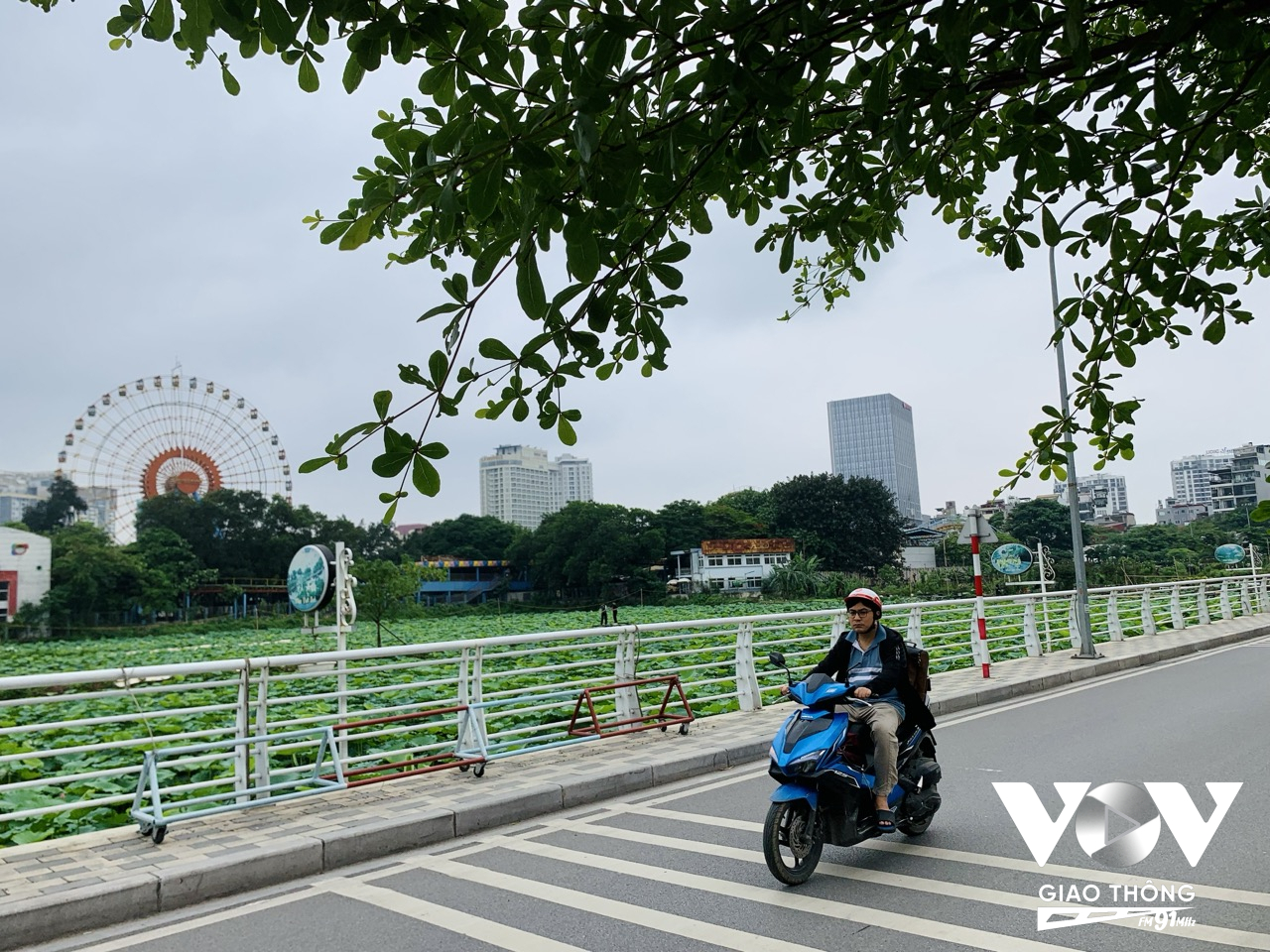 Khi Hà Nội tạm biệt mùa cây thay lá với “cây cơm nguội vàng, cây bàng lá đỏ”, cây cối cùng rủ nhau thay màu áo xanh biếc