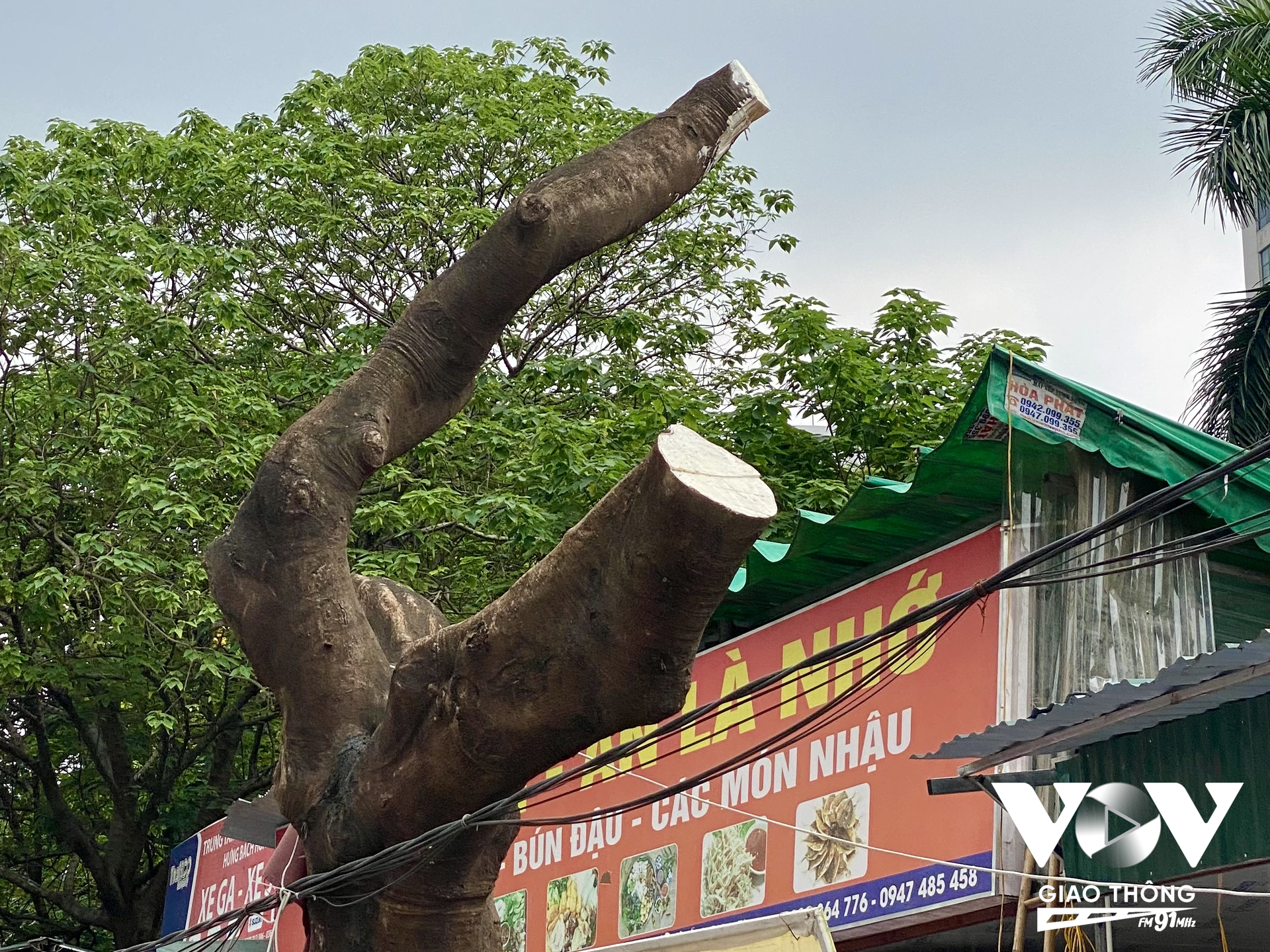 Một số cây khác vẫn chưa nẩy mẩm