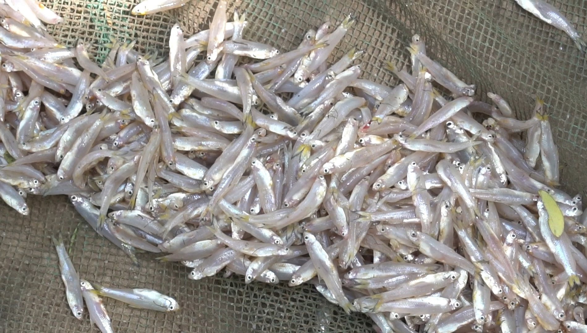 Cá cơm nước ngọt, đặc sản ở miền Tây. (vnexpress)