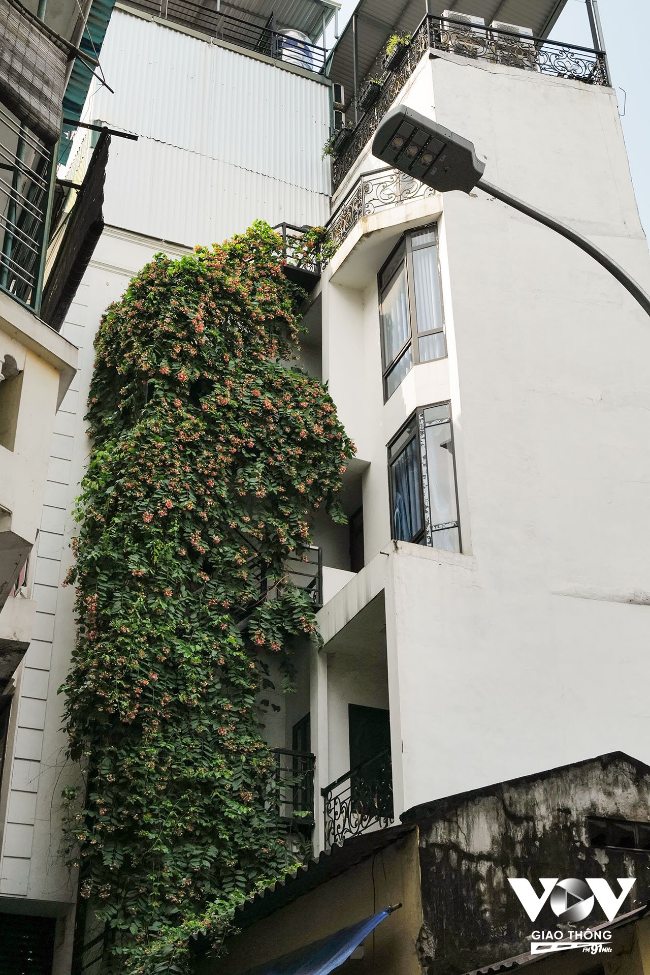 Một dải cây hoa leo trùm phủ bên ngoài một tòa nhà cao tầng trong ngõ nhỏ Yên Thái
