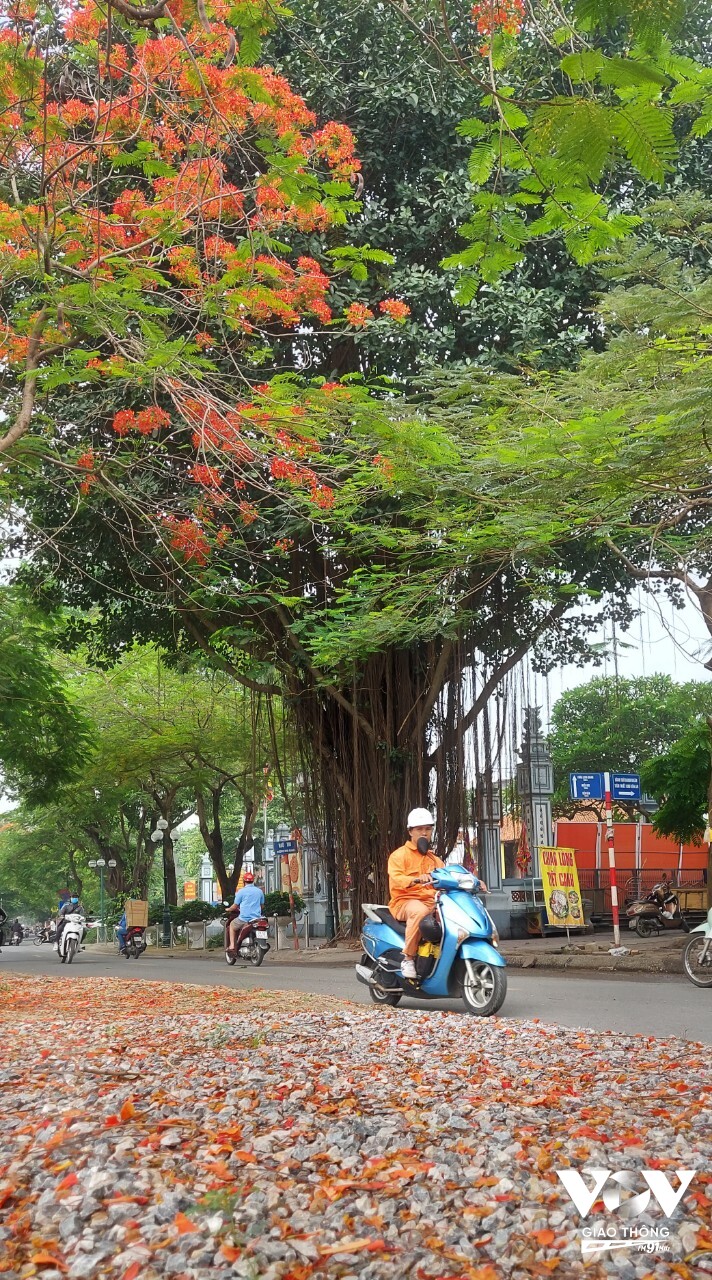 Hoa học trò tươi thắm trước đình thờ Quốc sư Chu Văn An