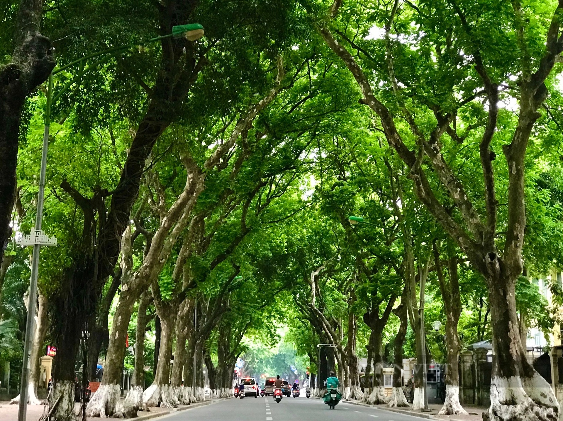 Lần đầu ghé thăm phố Phan Đình Phùng, ai nấy đều choáng ngợp trước hình ảnh của ba hàng cây sấu đã hơn trăm tuổi nằm song song, vững chãi hai bên hè đường (Ảnh: Dân Việt)