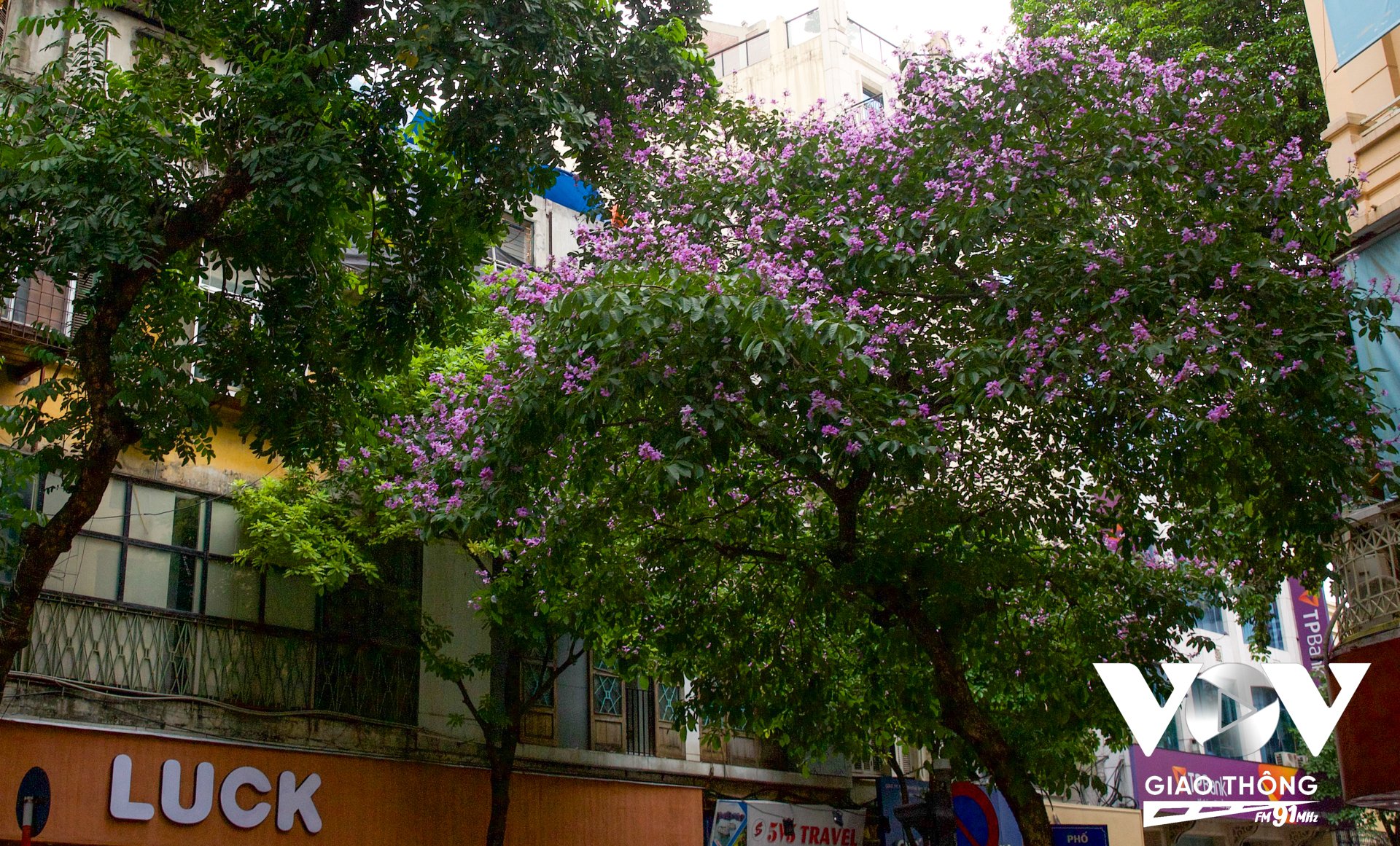 Người dân Thủ đô có thể bắt gặp sắc tím ' mộng mơ' của cây bằng lăng ở bất cứ đâu, ngay cả trên phố Hàng Bông