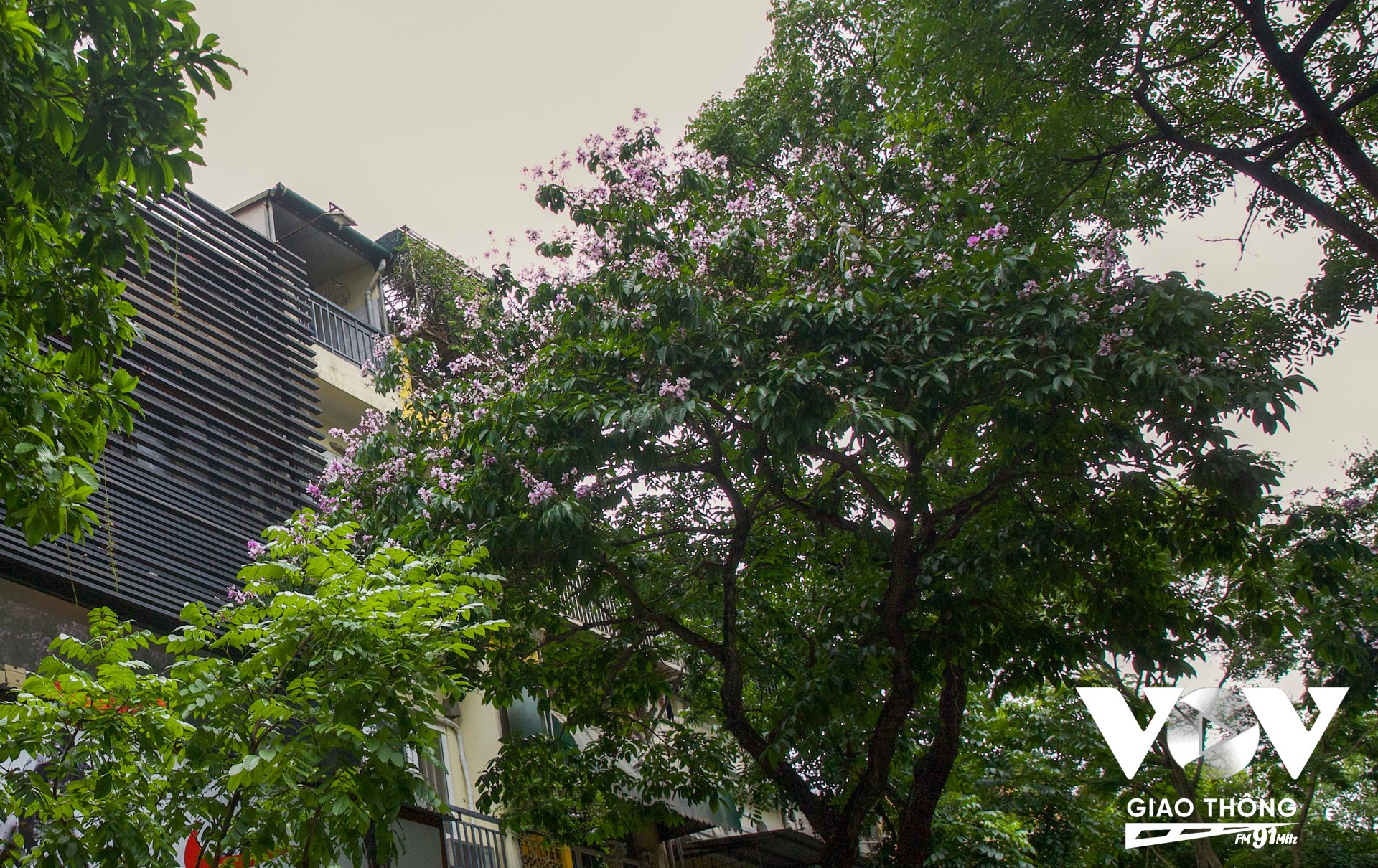 Không khó bắt gặp hình ảnh những cây bằng lăng, hoàng yến và phượng vỹ bung nở rực rỡ khắp phố phường Hà Nội