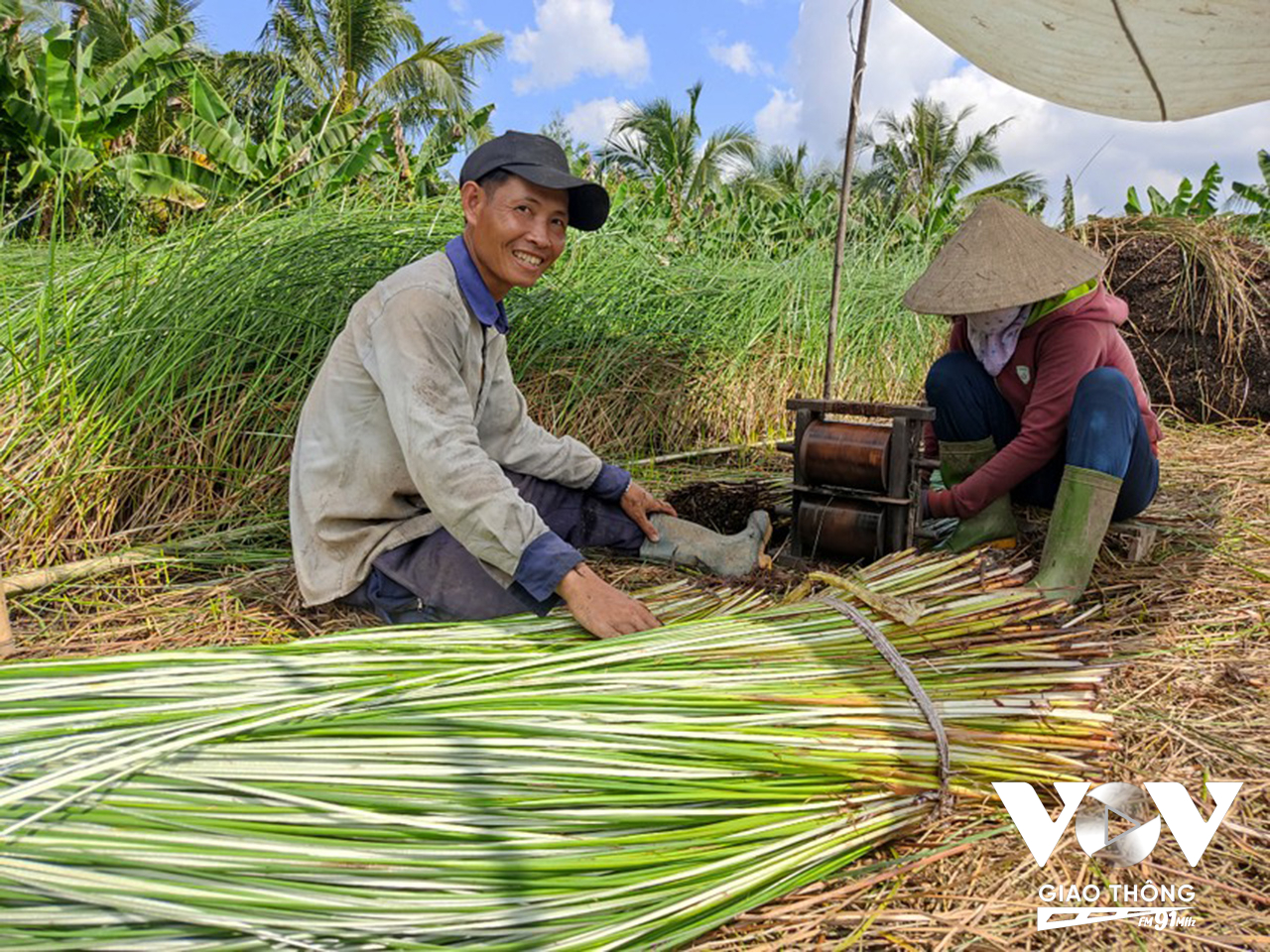 Nông dân ở Đức Mỹ ( Càng Long, Trà Vinh) phấn khởi thu hoạch mùa lác hè