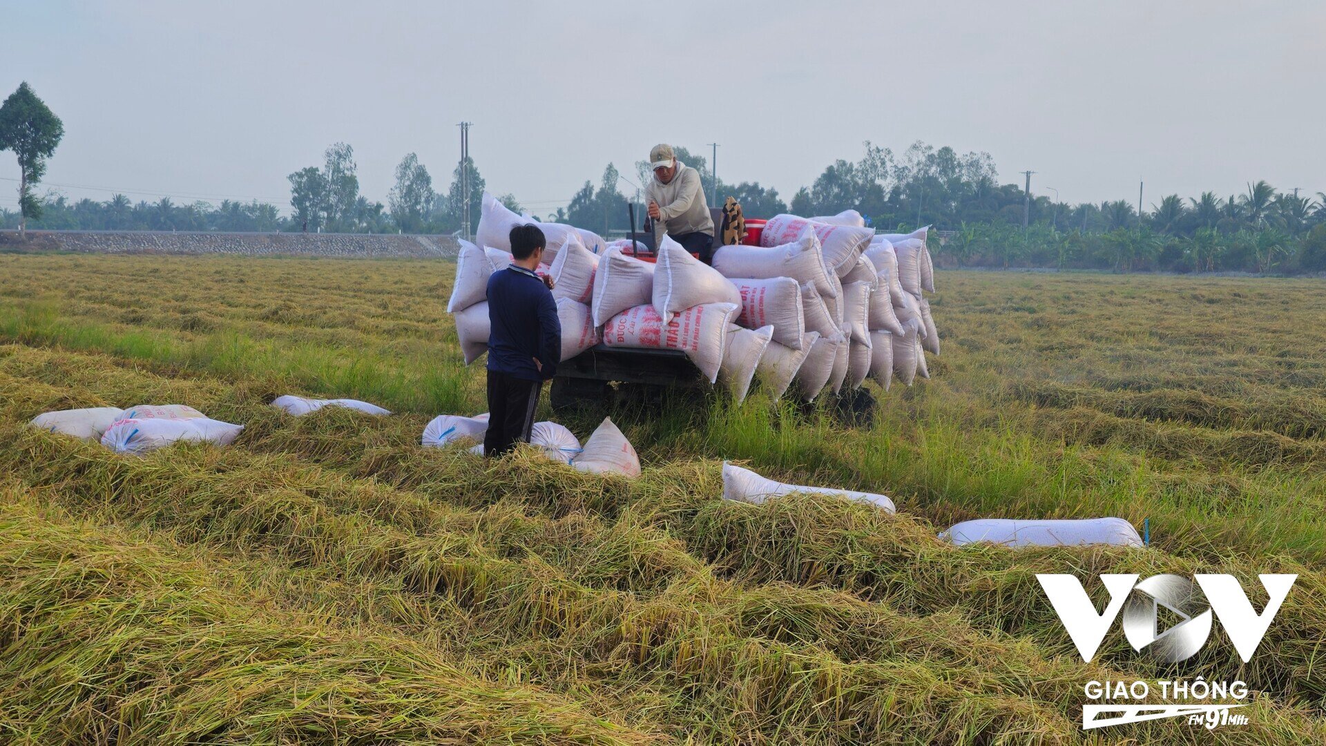 Liên kết sản xuất là giải pháp phát triển bền vững cho ngành lúa gạo. (Thanh Phê/Mekong FM)