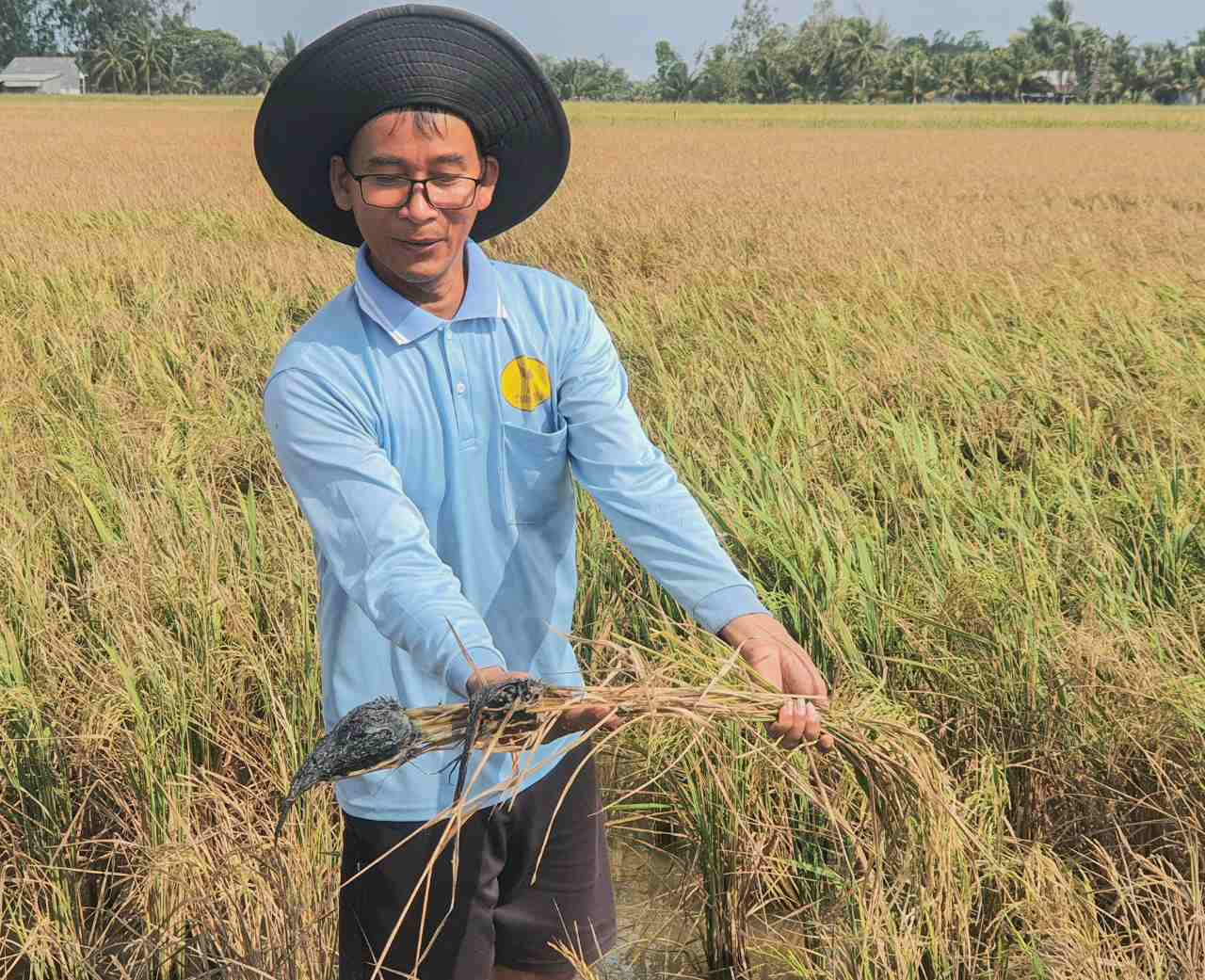 Nông dân huyện Trần Đề, tỉnh Sóc Trăng nhổ cây lúa bị nhiễm mặn nặng nề, toàn vụ mùa Đông Xuân muộn giảm năng suất từ 50%-70%.