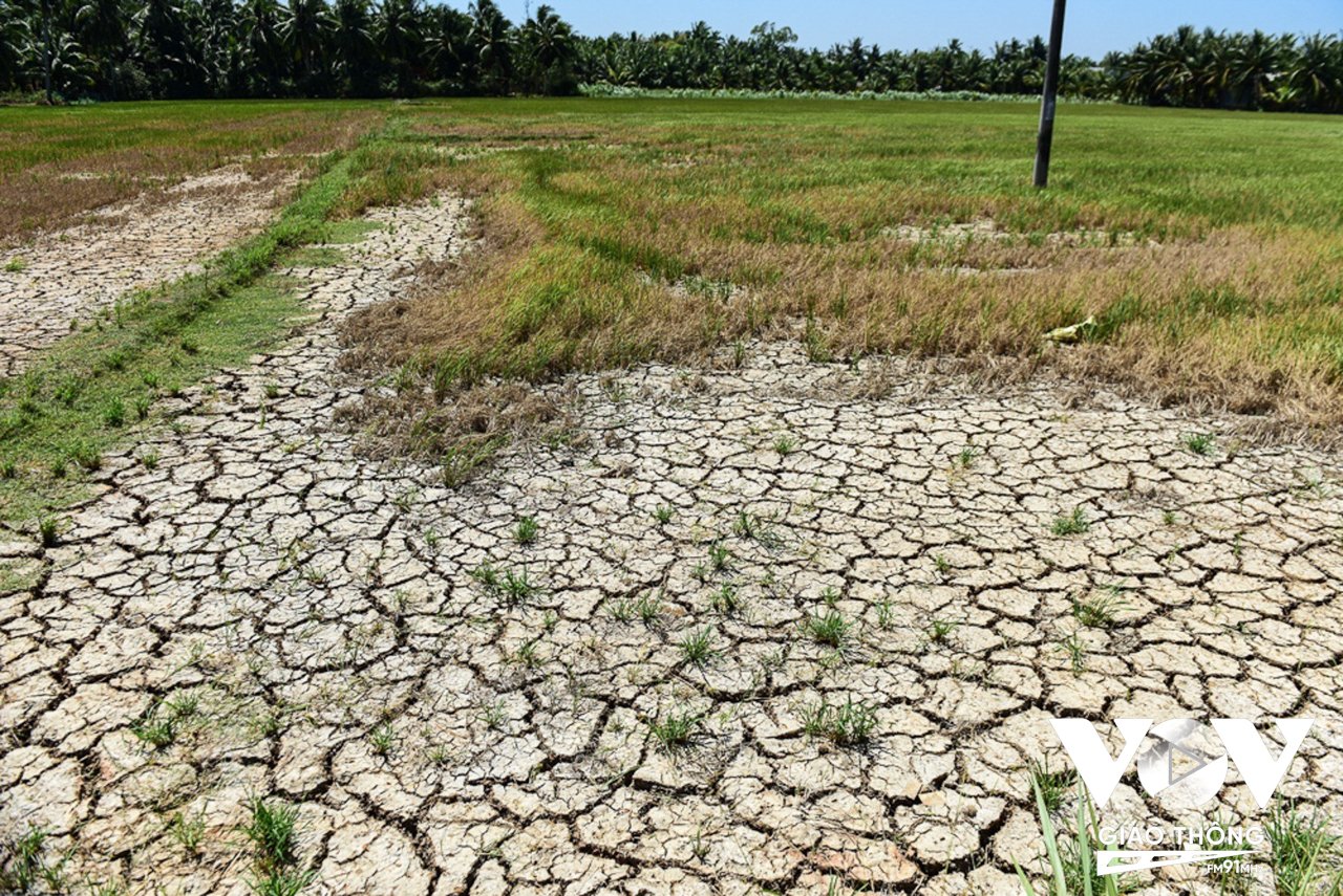 Những khu vực bị ảnh hưởng hạn mặn ở miền Tây, đất đều khô cằn, nứt nẻ không thể trồng cây và chăn nuôi.