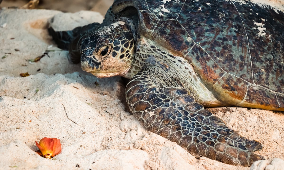 Vườn quốc gia Côn Đảo có 18 bãi biển rùa lên đẻ trứng, tổng diện tích lên đến hàng chục nghìn m2. Vùng biển này là nơi đẻ trứng của loài rùa xanh (vích). Ảnh: Vnexpress