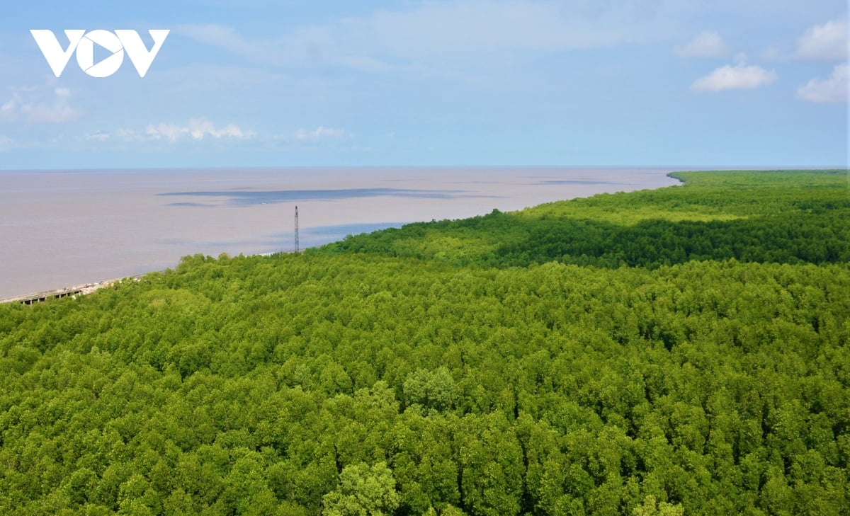 Mắm - đước - tràm là 03 loại cây chủ lực trên địa bàn Cà Mau. Được trồng để khai thác rừng kết hợp với du lịch sinh thái.