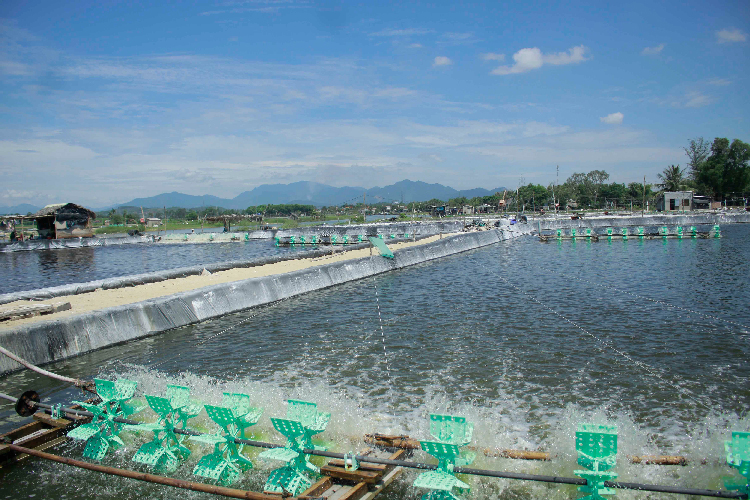 Nếu tình hình giá tôm không khởi sắc sẽ có thể trong vụ nuôi cuối năm nhiều hộ sẽ treo ao