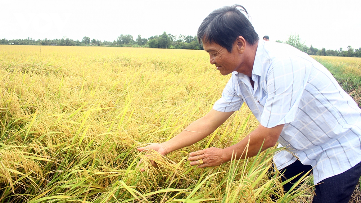 Sản xuất lúa theo mô hình lúa thông minh, nông dân có lãi thêm từ 2-5 triệu đồng/hecta.