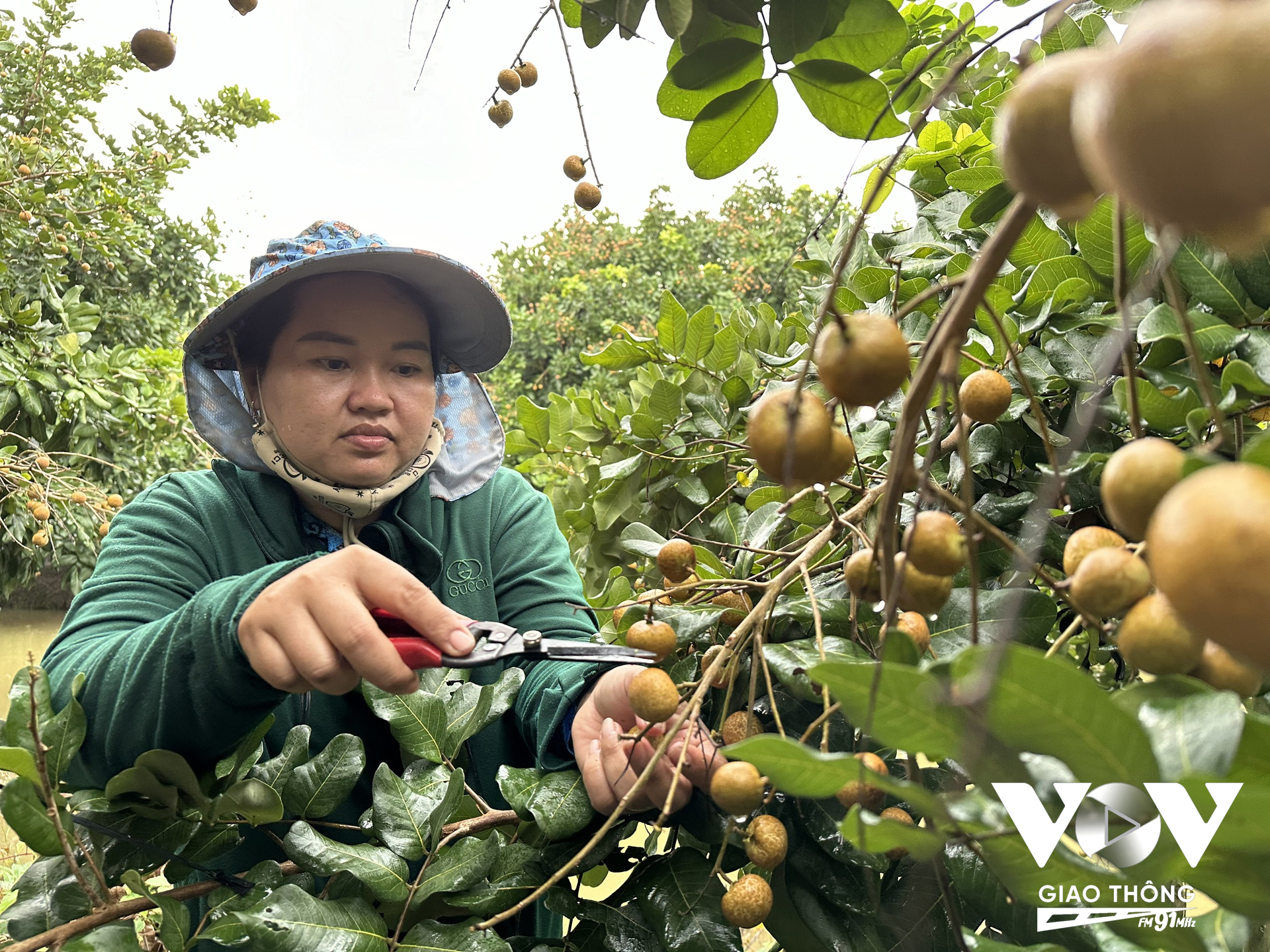 Thanh nhãn cho trái to, thơm giòn, dày cơm, hạt nhỏ, vị ngọt thanh, không bị dính nước nên được nhiều người tiêu dùng ưa chuộng (Ảnh: Kim Loan/VOVGT)