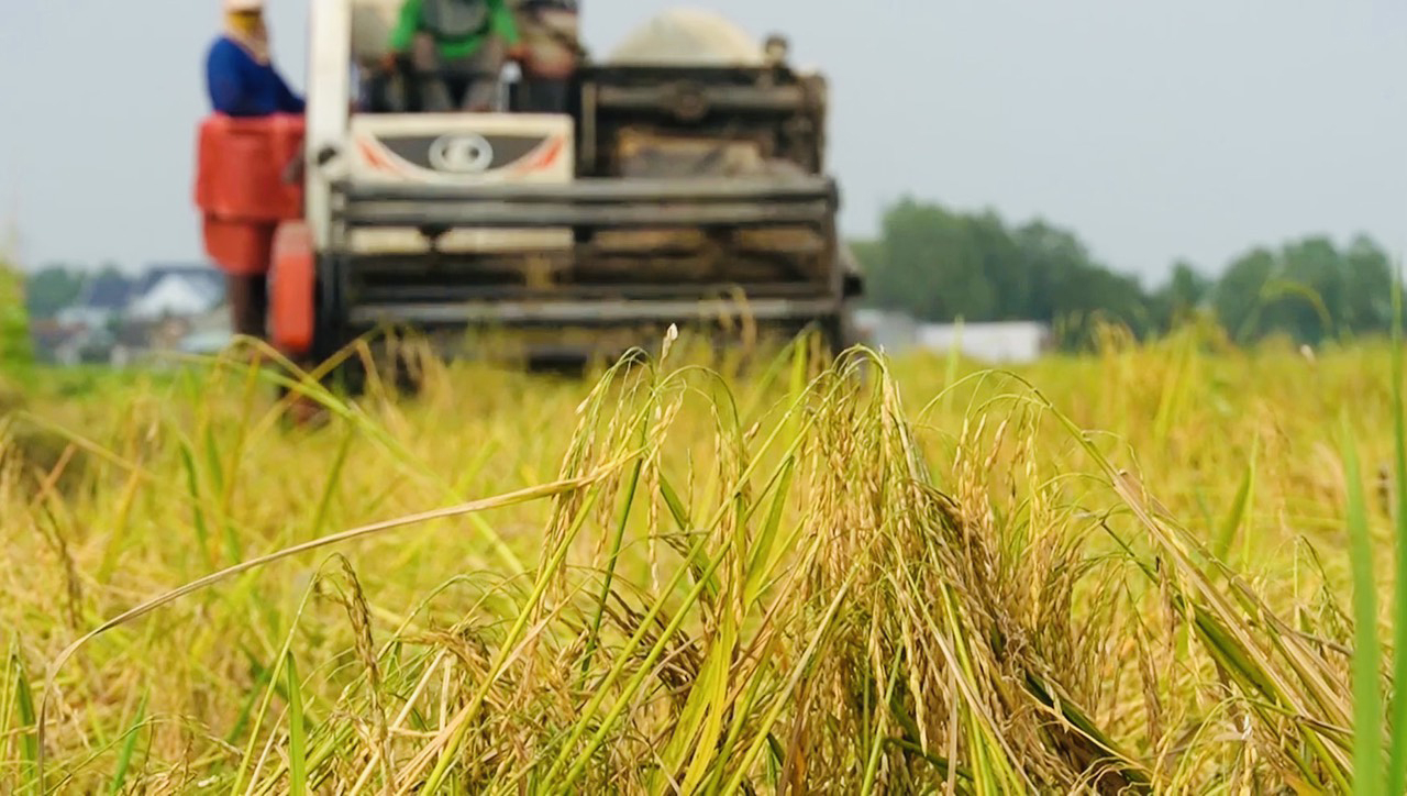 Cây lúa Nàng Thơm Chợ Đào được mệnh danh là “hoa hậu chân dài” vì cao 1m8. Thời gian sinh trưởng từ 155 - 180 ngày nên một năm chỉ trồng được một vụ