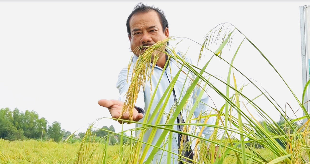 Ông Phan Văn Sánh - một người hành nghề buôn gạo ở địa phương tập hợp nông dân trồng 100 hecta lúa Nàng Thơm Chợ Đào có bao tiêu đầu ra