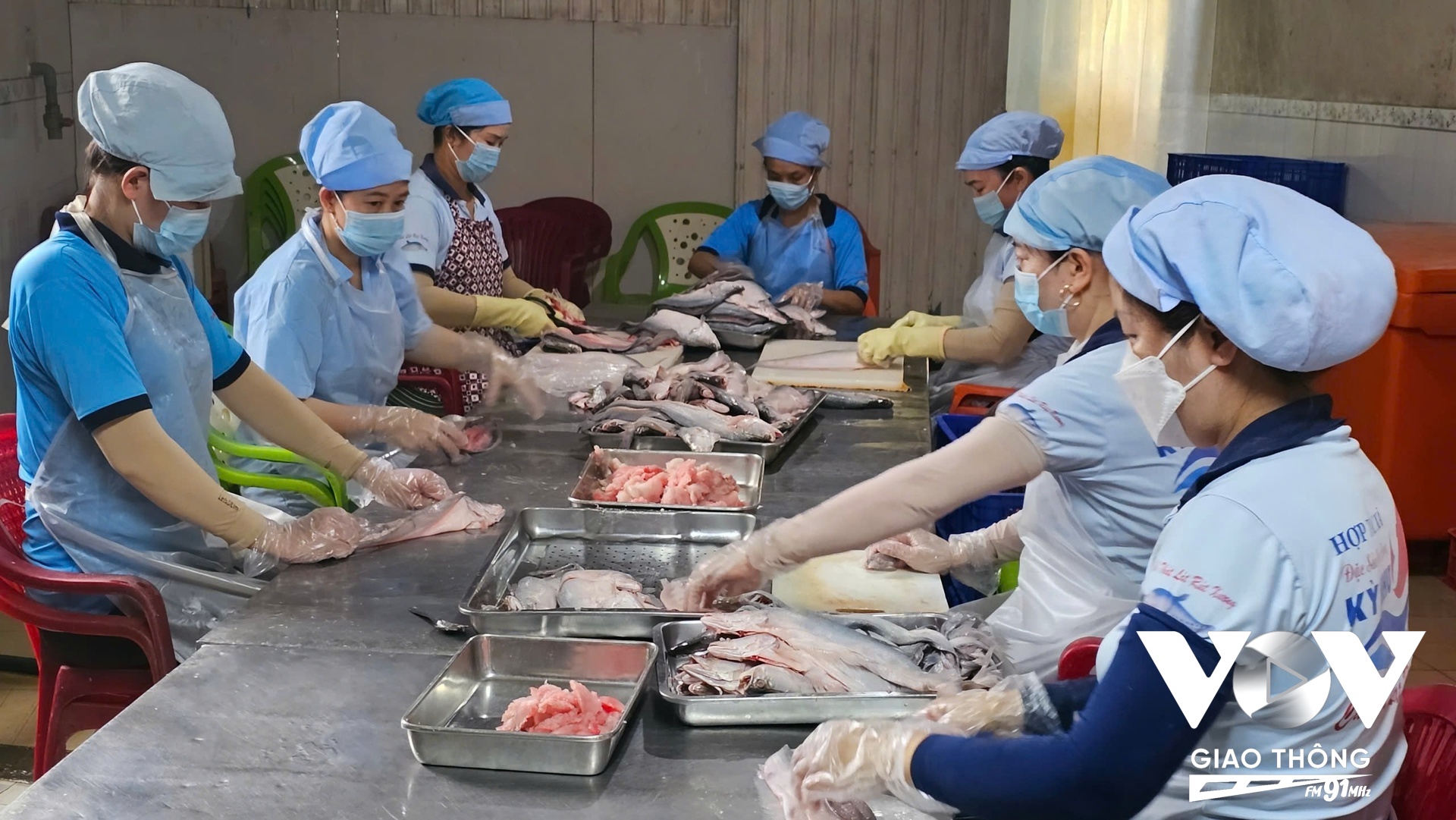 HTX Kỳ Như ở Hậu Giang đã xây dựng chuỗi sản xuất sạch, khép kín từ con giống, nuôi, chế biến. (Thanh Phê/Mekong FM)