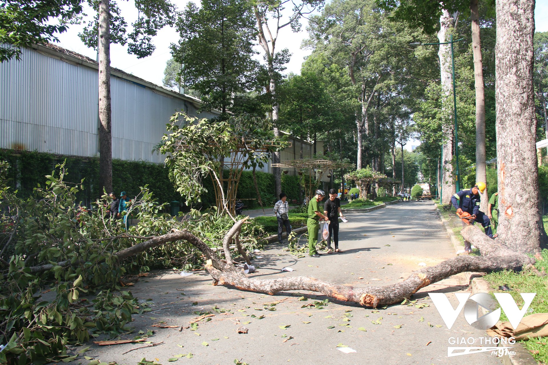 Hiện trường cây đổ tại công viên Tao Đàn sáng 9/8