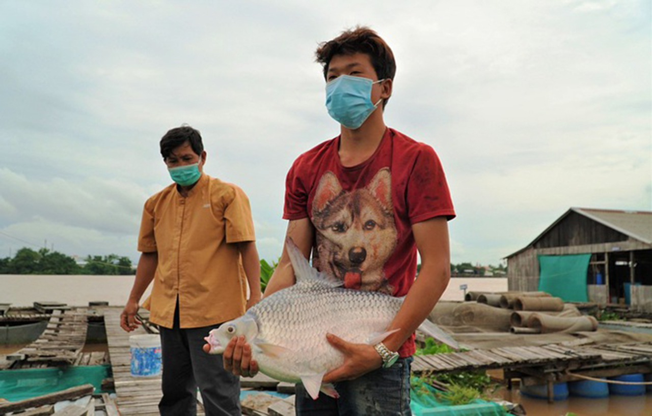 Con cá nặng hơn 10kg, đang được bè cá Bảy Bon thuần dưỡng