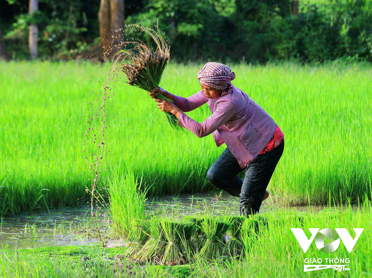 Nàng Nhen là giống lúa cổ truyền của đồng bào Khmer vùng Bảy Núi - An Giang. Được gieo mạ rồi nhổ cấy, không sạ thẳng như các giống khác.