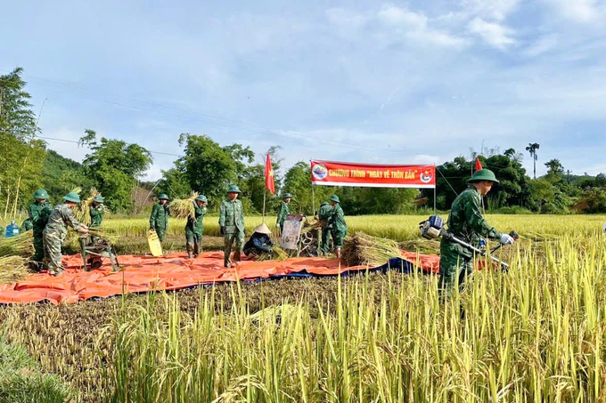 Đồn Biên phòng cửa khẩu A Đớt, Bộ đội Biên phòng tỉnh Thừa Thiên Huế giúp người dân thu hoạch lúa chạy bão. Ảnh: SGGP