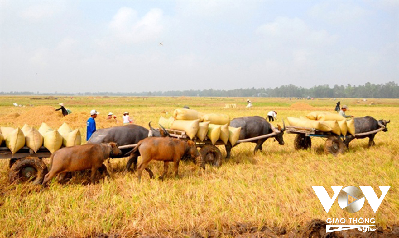 Hình ảnh trâu cộ lúa là biểu tượng của làng quê Nam Bộ