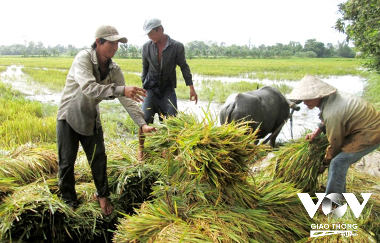 Con Trâu ngày nay chủ yếu nuôi để bán thịt thương phẩm. Đến mùa vụ nông dân tận dụng sức trâu cho kéo lúa để tăng thêm thu nhập