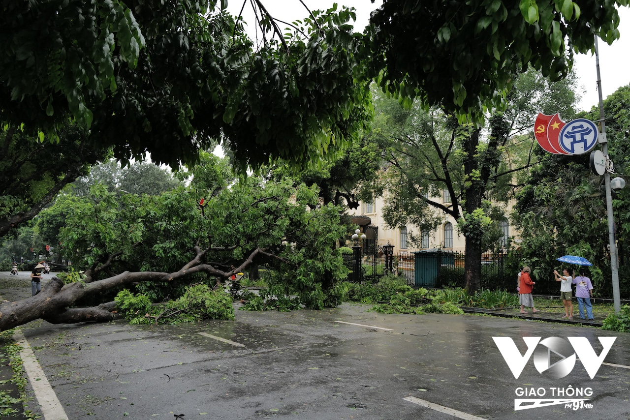 Phố Ngô Quyền, trước di tích Bắc Bộ Phủ cũng có rất nhiều cây đổ trên đường khiến các phương tiện giao thông không thể đi qua đây