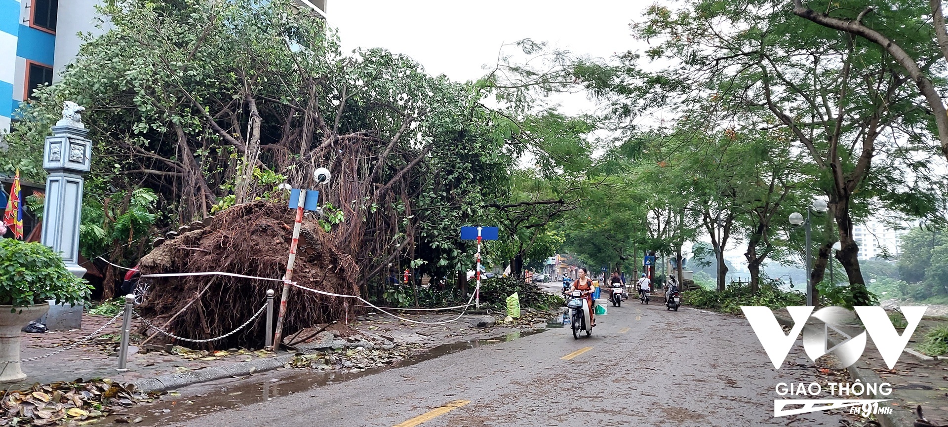 Cây đa trước cửa đình Chu Văn An, sau cơn dông hồi tháng 6