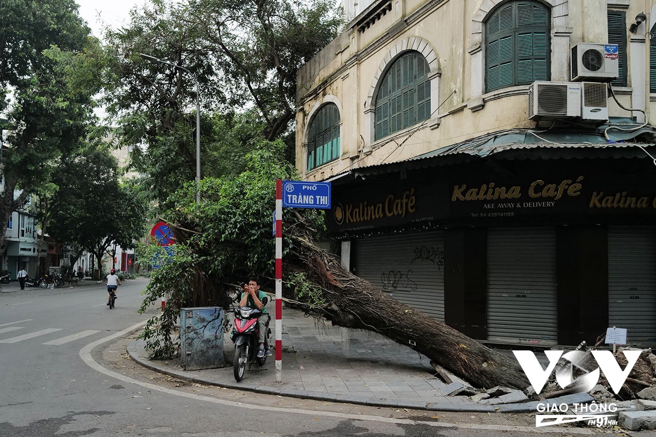 Một gốc cây cổ thụ đổ rạp trên phố Tràng Thi chưa được xử lý. Ảnh: Quang Hùng