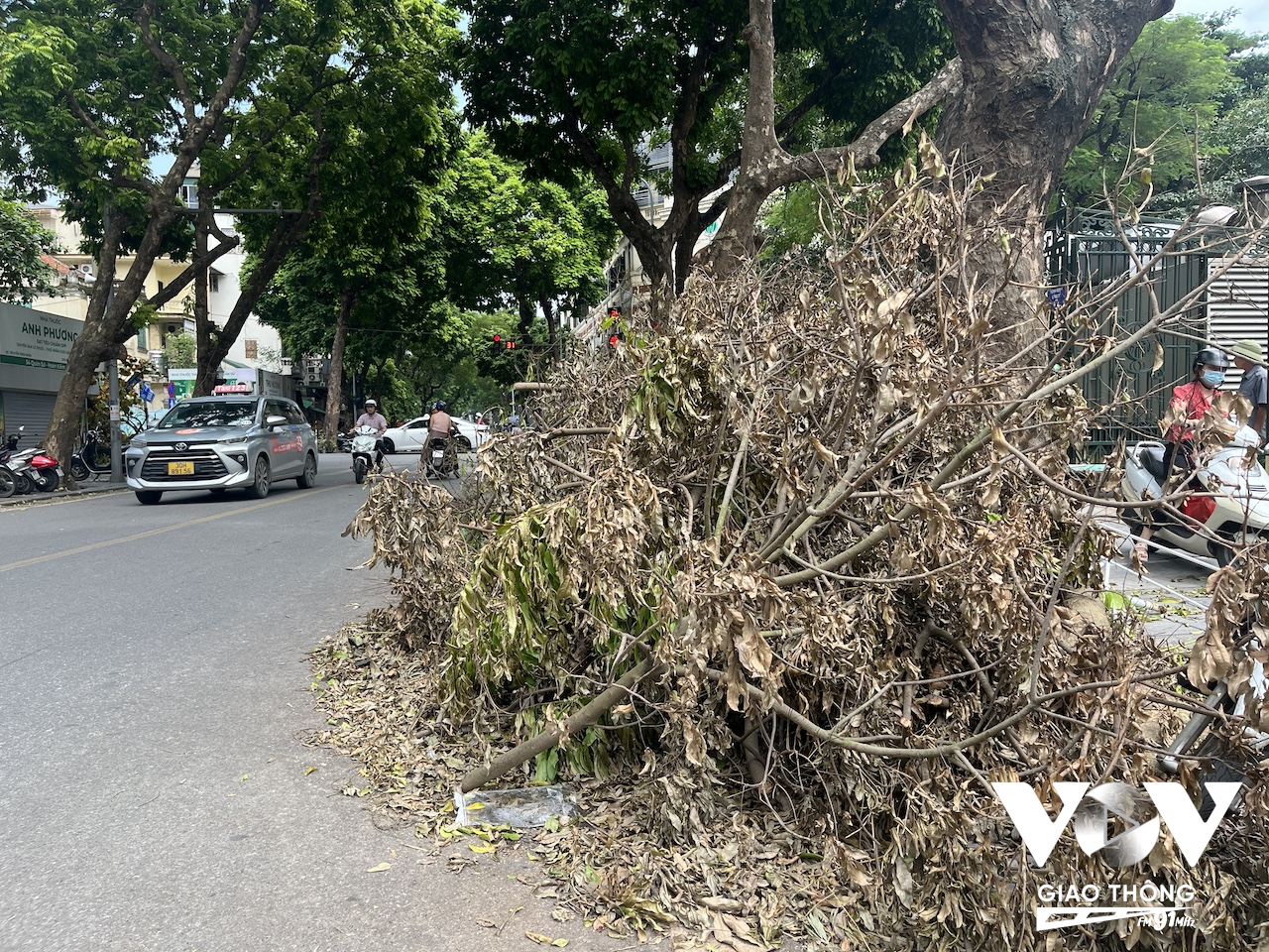 Những cây xanh gãy đổ sau một tuần đã khô héo, tuy nhiên vẫn chưa được dọn và nằm chiếm một phần lòng đường trên phố Quán Sứ